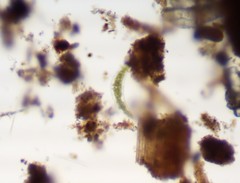 Closterium moniliferum