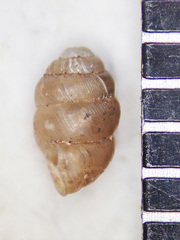 Vertigo gouldii