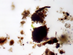 Closterium moniliferum