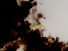 Closterium moniliferum