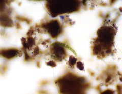 Closterium moniliferum