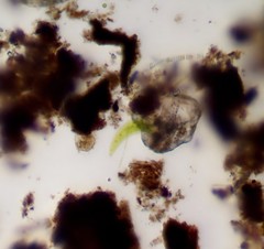 Closterium moniliferum