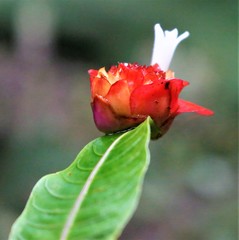 Cavendishia complectens