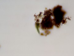 Closterium moniliferum