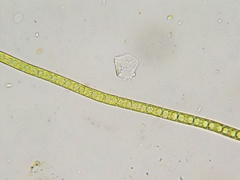 Microspora