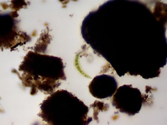 Closterium moniliferum