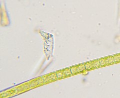 Microspora