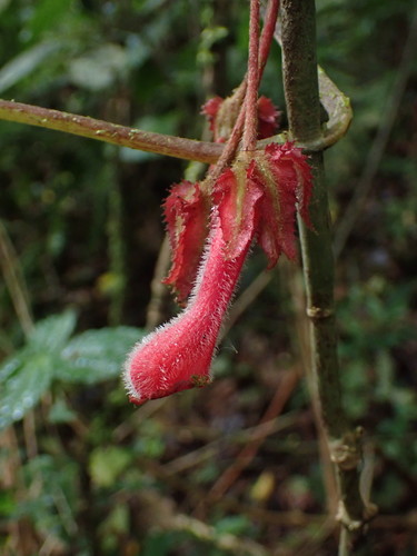 Glossoloma tetragonum