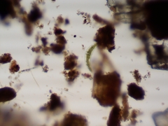 Closterium moniliferum