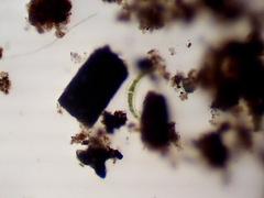 Closterium moniliferum