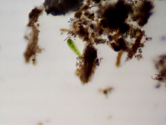 Closterium moniliferum