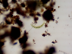 Closterium moniliferum