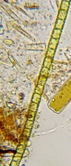 Microspora
