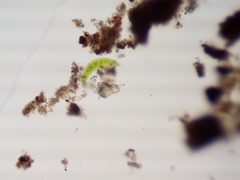 Closterium moniliferum