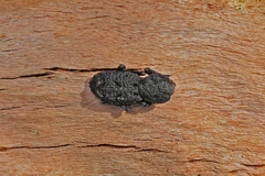 Phloeodes diabolicus