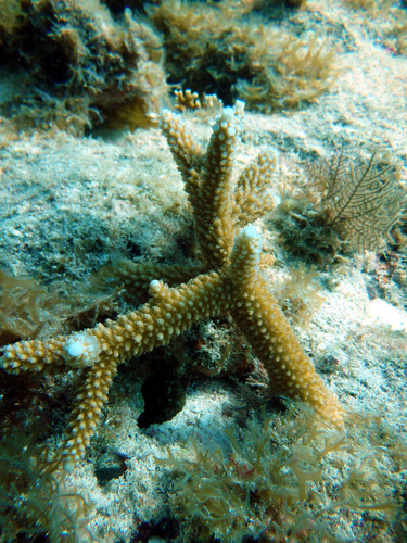 Photo of Staghorn coral (Acropora cervicornis)
