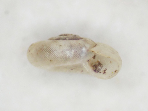 Striatura meridionalis observed 2022-02-28
