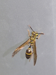 Polybia fastidiosuscula
