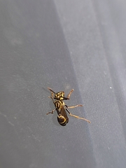 Polybia fastidiosuscula