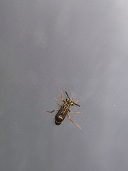 Polybia fastidiosuscula