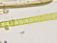 Microspora