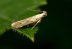Monochroa angustipennella