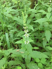 Stachys tenuifolia