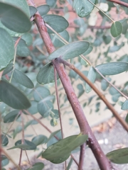 Lonicera sempervirens sempervirens