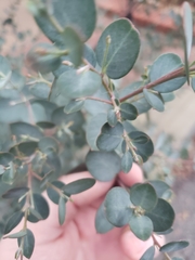 Lonicera sempervirens sempervirens