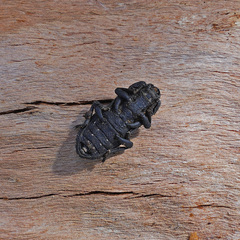 Phloeodes diabolicus