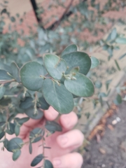 Lonicera sempervirens sempervirens