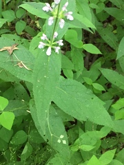 Stachys tenuifolia