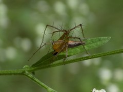 Oxyopes birmanicus