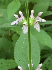 Stachys tenuifolia