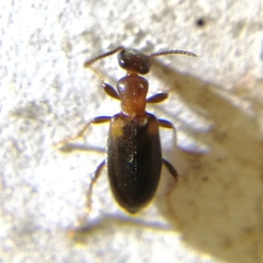 Anthicinae