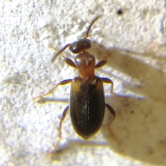 Anthicinae