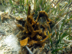 Cliona varians