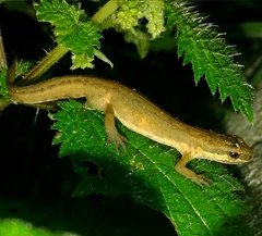 Lissotriton helveticus