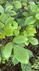 Bischofia javanica