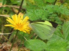 Leptophobia diaguita