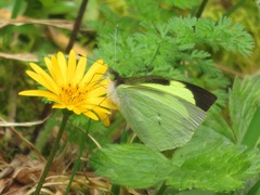 Leptophobia diaguita