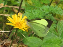 Leptophobia diaguita