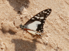 Graphium angolanus angolanus