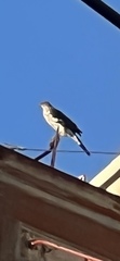 Accipiter cooperii