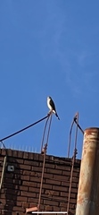 Accipiter cooperii