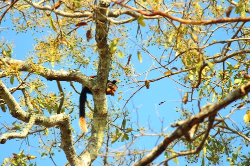 Ratufa indica