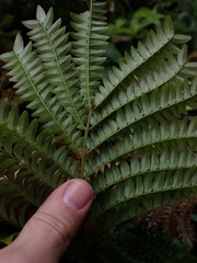 Cojoba costaricensis