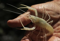 Procambarus pallidus
