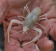 Procambarus pallidus