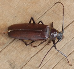 Macrotoma serripes